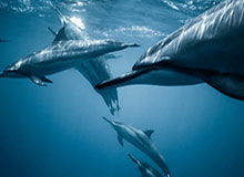 这两天： 黑料网今日吃瓜爆料传播很猛： 但真伪缺了这一环